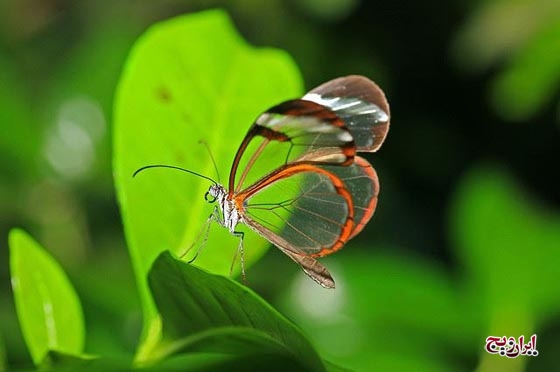 تصاویری از پروانه های شفاف و شیشه ایی