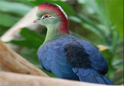 پرنده‌ای زیبا و عجیب در آفریقا