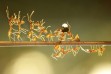 حمل قطره آب توسط مورچه ها